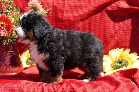 Akc Registered Bernese Mountain Dog Puppy For Sale Baltic Ohio Male Du