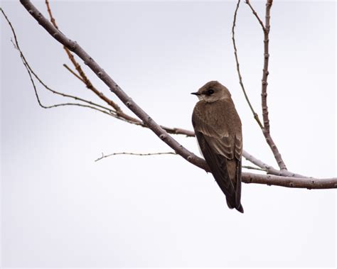 Classic Desert Birds Foothills Clusters Wildlife