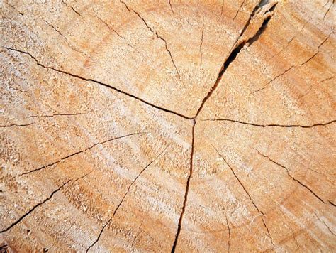 Tree Stump Texture Stock Photo Image Of Lumber Texture 67571976