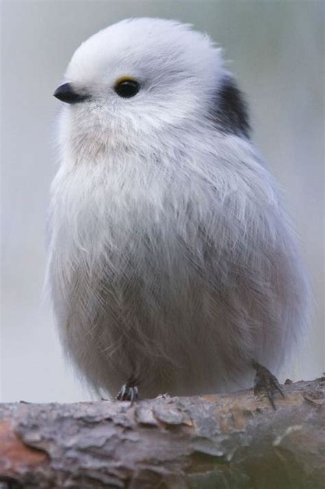 The Cutest Bird By Kim Abel Black And White Pinterest