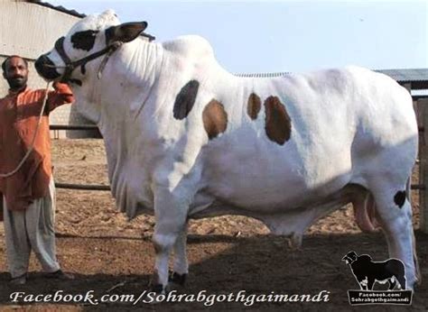 France 24 english 430.329 views11 months ago. Bull PAKISTAN WHITE TIGER - Sohrab Goth Gai Mandi