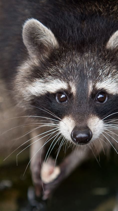 Wallpaper Raccoon Eyes Look Fur Close Up Nature Animal Animals 1055