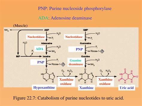 Ppt Nucleotide Metabolism Powerpoint Presentation Id593025