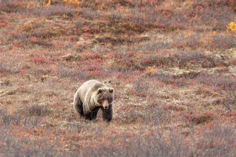 Grizzly Bear In Denali National Park In Autumn Stock Photo Image Of