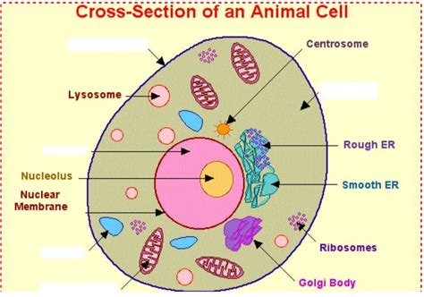 5th Grade Science Cells Diagram Quizlet