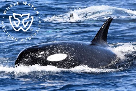 New Pod Of Enormous Adult Orcas With Five Powerful Males Discovered