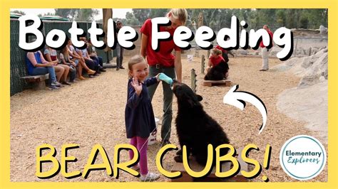 Bottle Feeding Bear Cubs And A Bear Licks Our Camper Adventures At