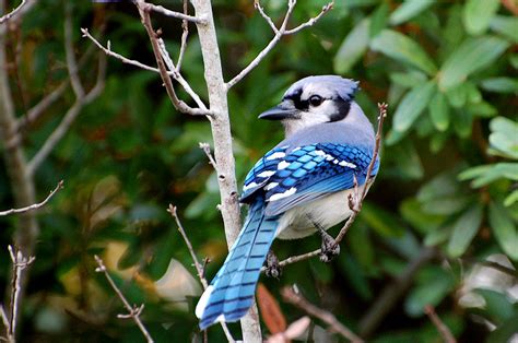 I begyndelsen af 2012 gik singvogel i gang med at forberede indspilningerne af albummet. Dieser Singvogel ... Foto & Bild | tiere, wildlife, wild ...