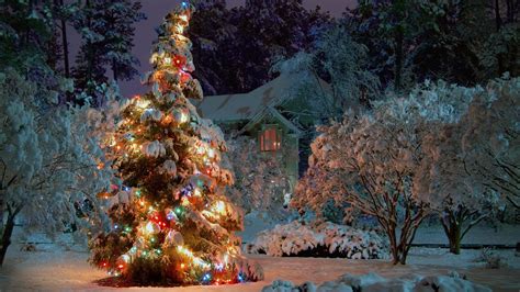 Christmas Tree Outdoor Winter Wallpapers Wallpaper Cave