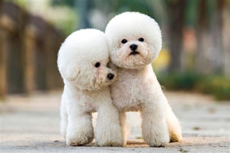 Toy Poodle Dog Breed Information And Characteristics Daily Paws