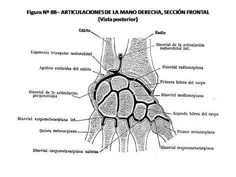 Atlas De AnatomÍa Humana 88 Articulaciones De La Mano Derecha