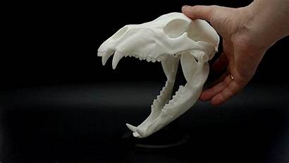 Bear Skull Replica Metal Plastic 3d Printing