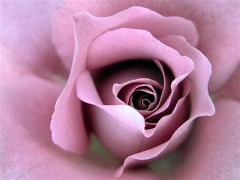 Rózsaszín Rózsa Képeslapküldés E