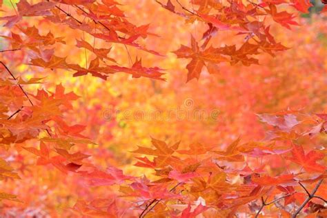 Autumnal Maple Trees Stock Photo Image Of Plant Natural 162112138
