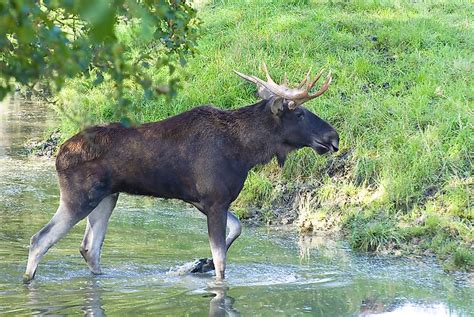 What Animals Live In Europe Worldatlas