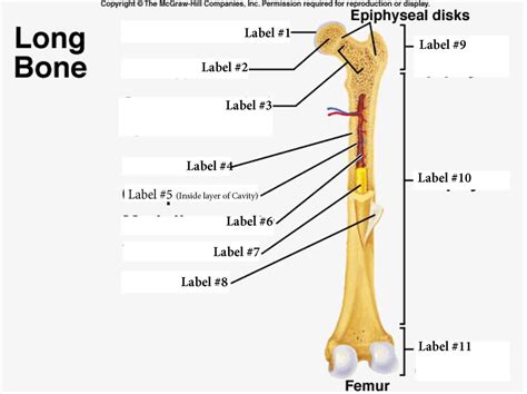 Skull, clavicle, mandible, scapula, thorax, sternum, humerus, ulna, radius, carpus, phalanges (fingers), metacarpus, spine, pelvis, sacrum, femur, tibia, fibula, tarsus. Long Bone Anatomy