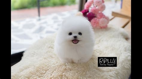 If you have questions about any of our teacup puppies or larger breed puppies please feel free to call or email. AMAZING DOLL FACE POMERANIAN!! Tiffany - Rolly Teacup Puppies - YouTube