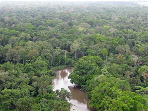 Equatorial Forest The Republic Of The Congo National Parks Republic