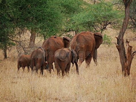 Elephants On Tarangiri Ngorongoro Safaris In Africa Stock Image Image