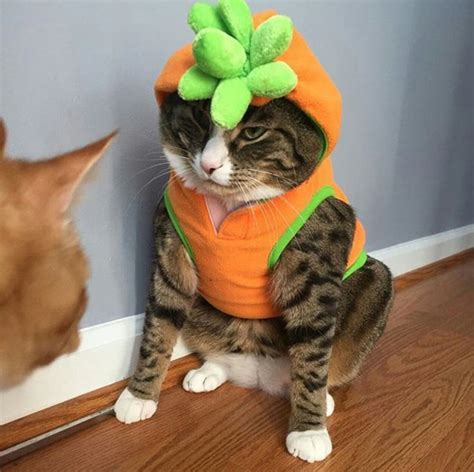 Pumpkin Cat Cats Animals Cute
