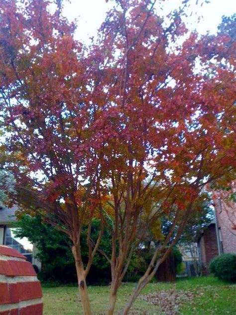 Best Trees For Fall Color In North Texas