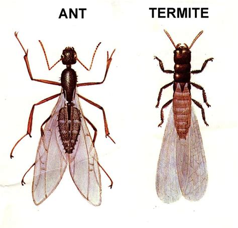 Flying Ants Or Termites Safeguard Pest Control