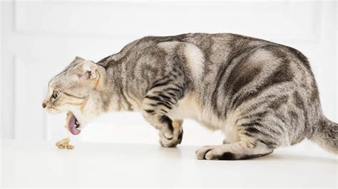 Regurgitation comes from the esophagus and often looks like undigested food. How I Work Up A Chronically Vomiting Cat | Veterinary ...