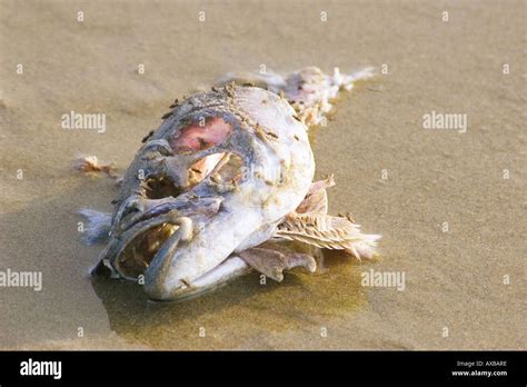 Rotten Fish Stock Photos & Rotten Fish Stock Images - Alamy