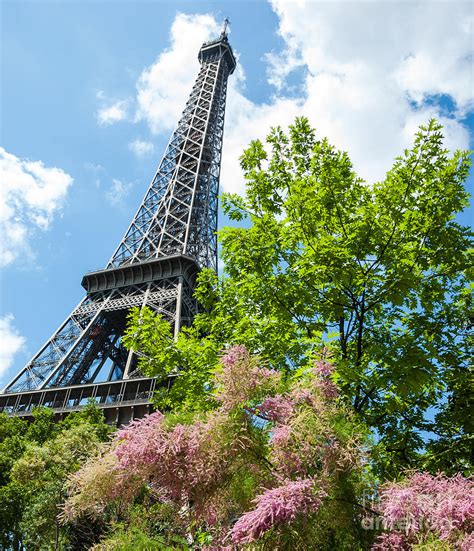 Eiffel Tower And Shrub With Pink Flowers And Three Summer In Paris