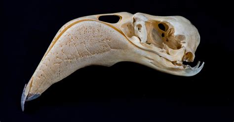 Osteology Museum Bird Skulls Ii Quiz By Kfastic