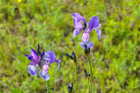 Wild Blue Iris Flowers Stock Image Image Of Fresh Flowerdeluce 87263179