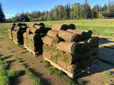 River Meadow Farms Premium Turf And Sod Hedging On Vancouver Island