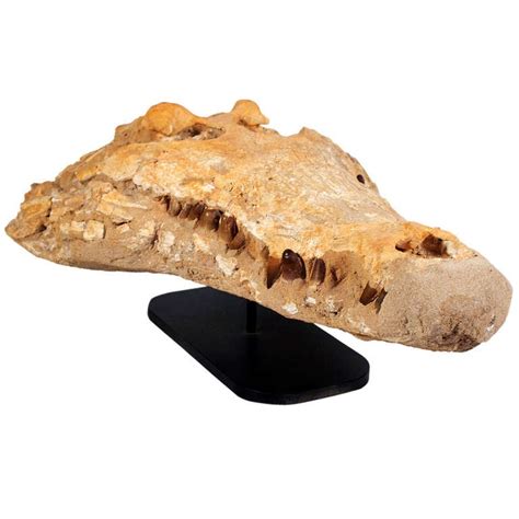 Fossil Alligator Head From The Sahara Phanerozoic Era At 1stdibs