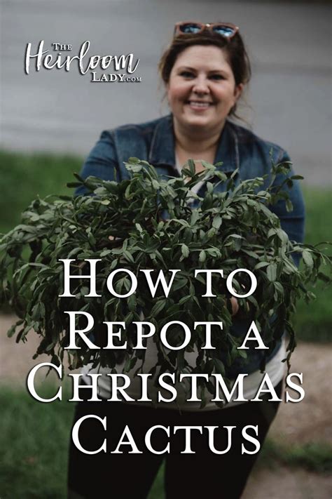 If you do repot your christmas cactus, try to find a potting mix that drains well, like potting soil for cactuses or succulents. . Prepare the new pot with soil before you start removing ...