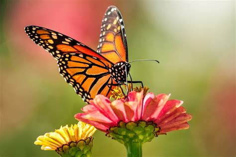 Monarch butterflies on West Coast face extinction