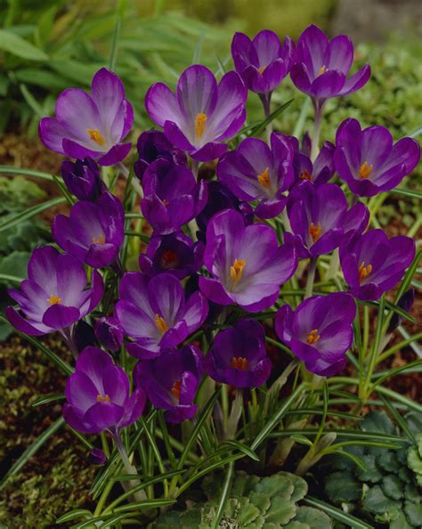 They bloom well before the dutch crocus, so for a long season of crocus bloom, plant them both. Ruby Giant (tommasinianus) - Best Flower Bulbs