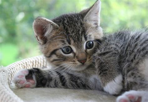 Als protestpinkeln bezeichnet man es, wenn eine katze trotz stubenreinheit irgendwo in die wohnung pinkelt. Wenn die Katze überall hin pinkelt - Meine Haustiere