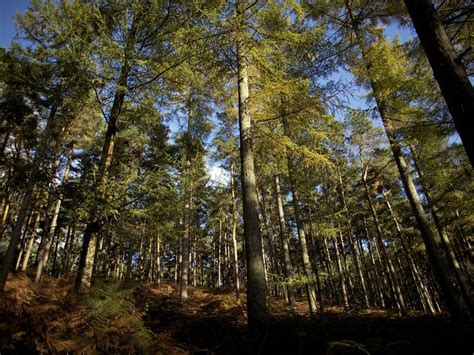 British woodland at risk as planting scheme in chaos