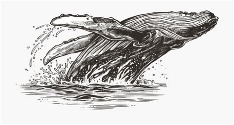 Stay tuned for more free drawing lessons by: The Details - Humpback Whale Jumping Drawing , Transparent ...