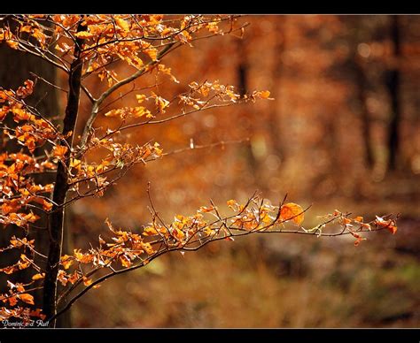 Autumn Feeling Iii By Dominic Vd Ruit On Deviantart Fall Feels
