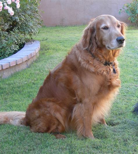 Fotos Gratis Césped Perro Canino Mascota Amigo Golden Retriever