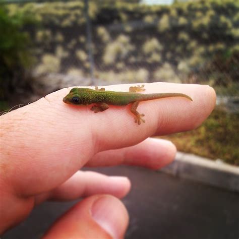 A Baby Gecko Hawaii Outdoor Guides