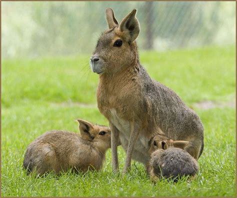 Patagonian Cavy Looks Like A Cross Between A Capybara And A Bunny Wunner