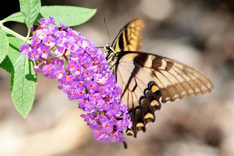 Eastern Tiger Swallowtail On Butterfly Bush Photograph By Mary Ann Artz