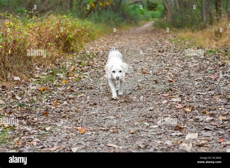 Small White Dog Walking On Path In Public Park Stock Photo Alamy
