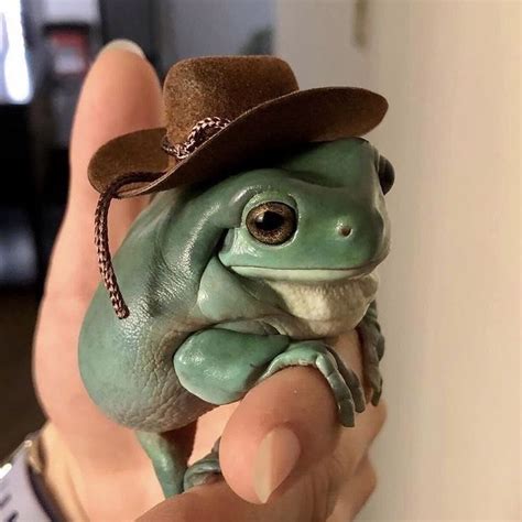 We Rate Frogs On Instagram The Yee To My Haw 2010