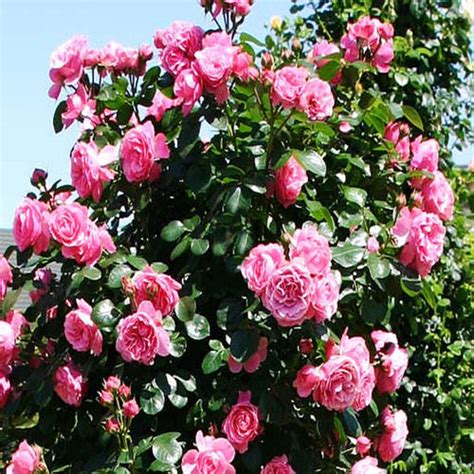 Top 10 Most Beautiful Roses In The World Rayagarden
