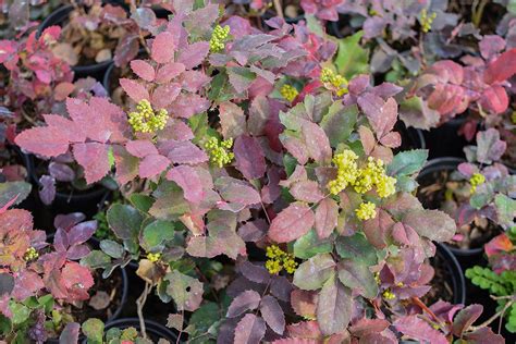 Creeping Mahonia Flowering Ground Cover Small Shrubs Showy Flowers