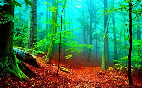 70 Enchanted Forest Background