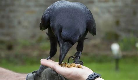 Can You Have A Raven As A Pet 7 Things To Consider Hutch And Cage